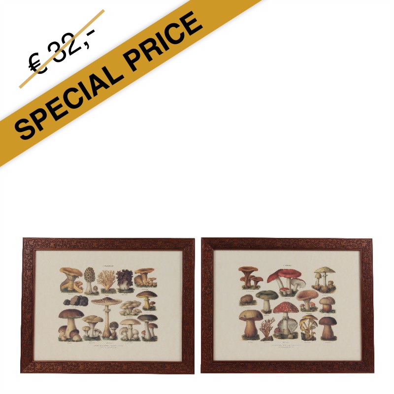 Print 35x45 cm Paddestoelen ASS/2