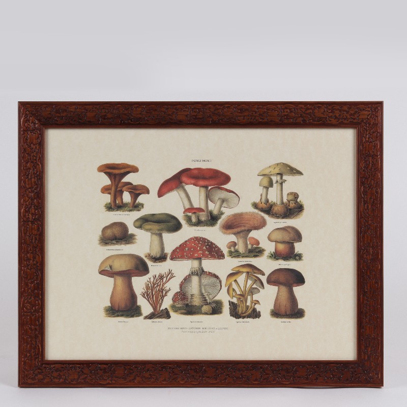 Print 35x45 cm Paddestoelen ASS/2