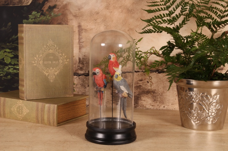 Fig. papegaai met stolp